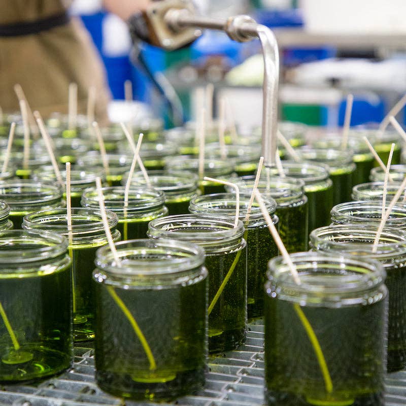 *LIMITED* Vanilla & Ghost Pepper – 7.2 oz Standard Candle - Image 4